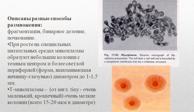 Бактерия Мycoplasma pneumonia