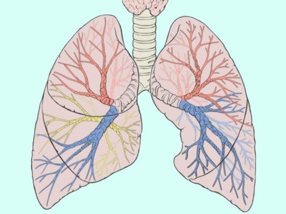 Водянистые мокроты являются признаком что в органах дыхательной системы протекает патологический процесс