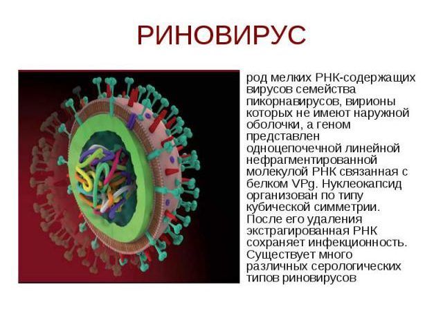 Риновирус