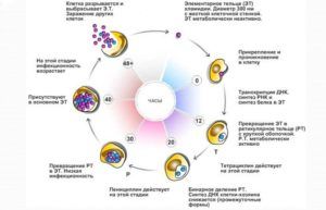 Жизненный цикл микроба хламидия трахоматис в клетке 