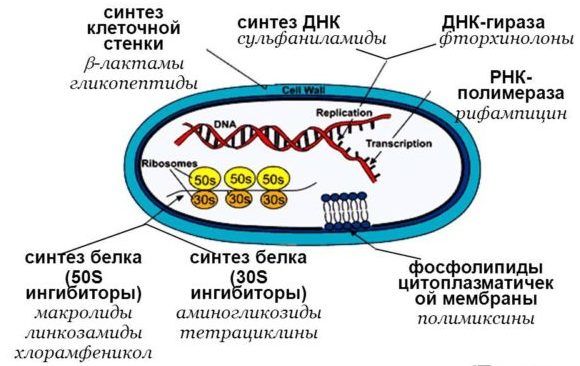 Синтез белка в бактериальной клетке. Синтез белков в бактериальной клетке осуществляется:. Антибиотики, блокирующие Синтез клеточной стенки бактерий. Клеточная стенка бактерий лизоцим. Препараты ингибирующие Синтез клеточной стенки бактерий.