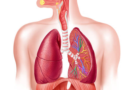 Активизация защитных сил слизистой оболочки органов дыхания