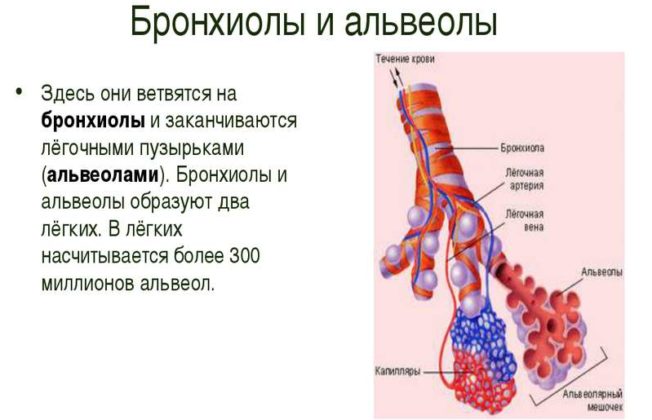 Альвеолы