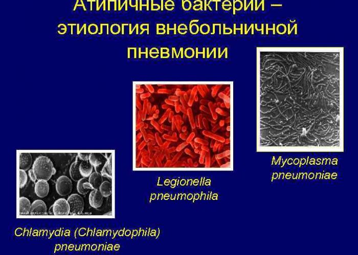Атипичные бактерии