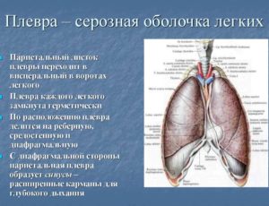 Оболочки лёгких